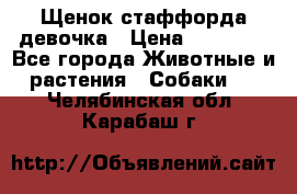 Щенок стаффорда девочка › Цена ­ 20 000 - Все города Животные и растения » Собаки   . Челябинская обл.,Карабаш г.